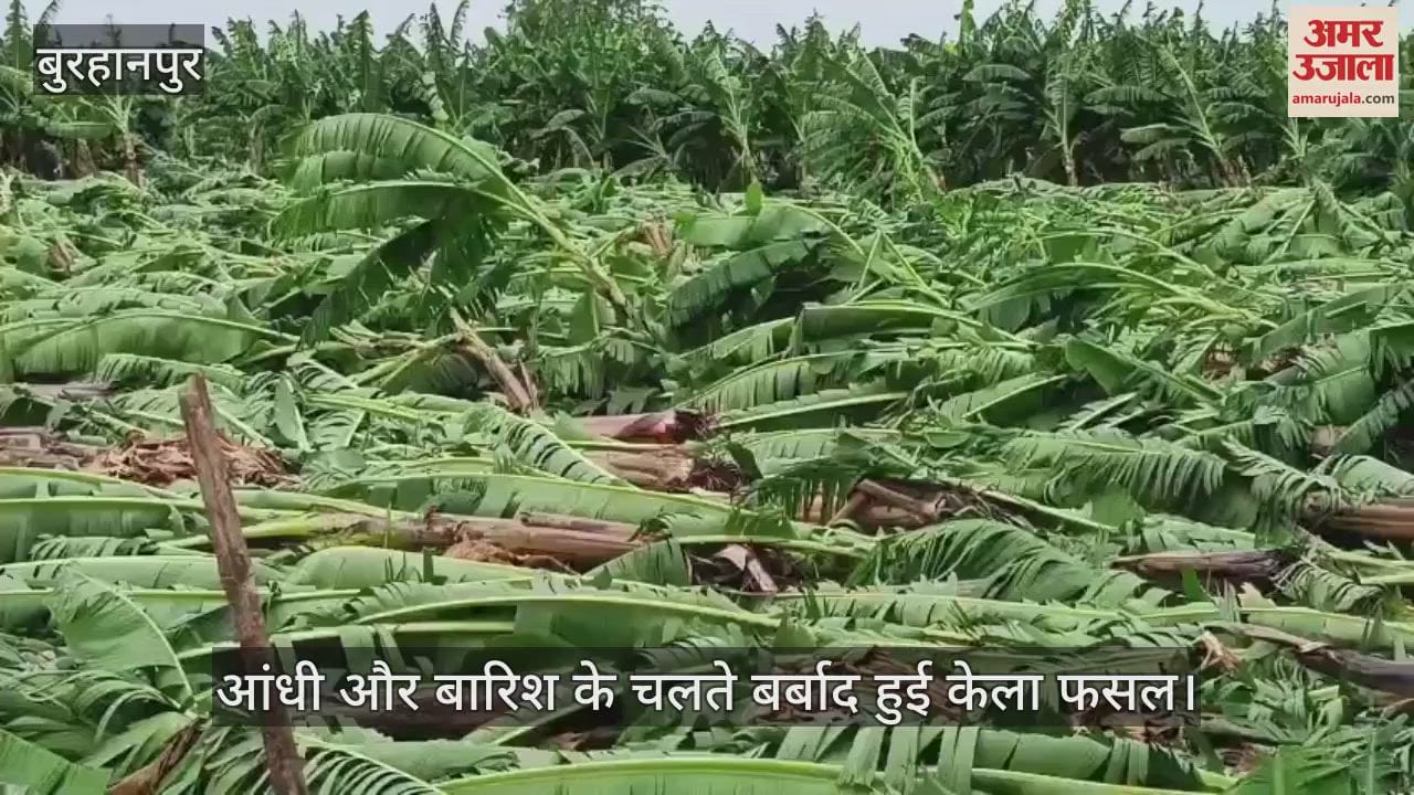Standing banana crop destroyed by storm and rain