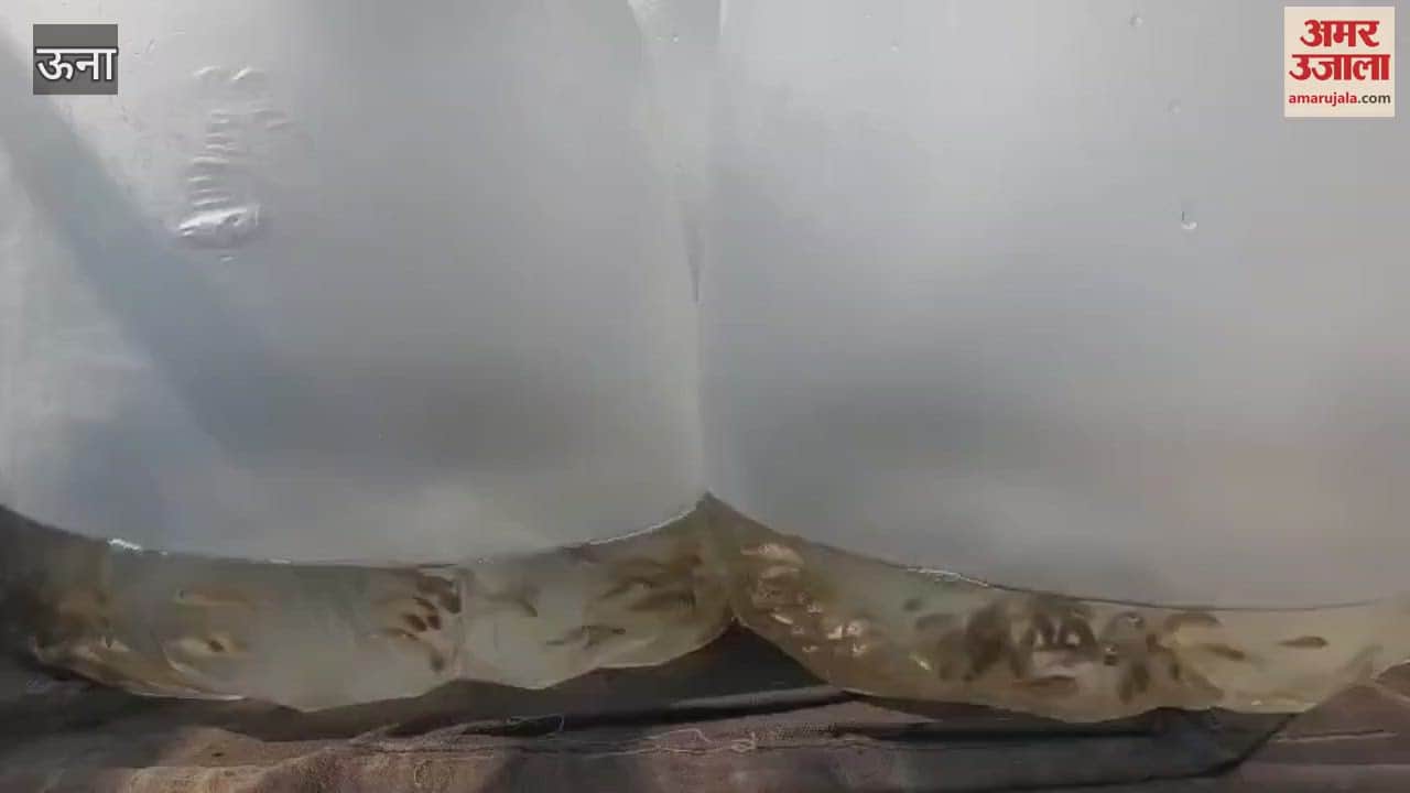 Una 50000 fish seeds stored in three ponds of Haroli