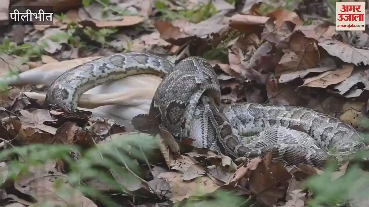 Python hunted Chital, watch the video