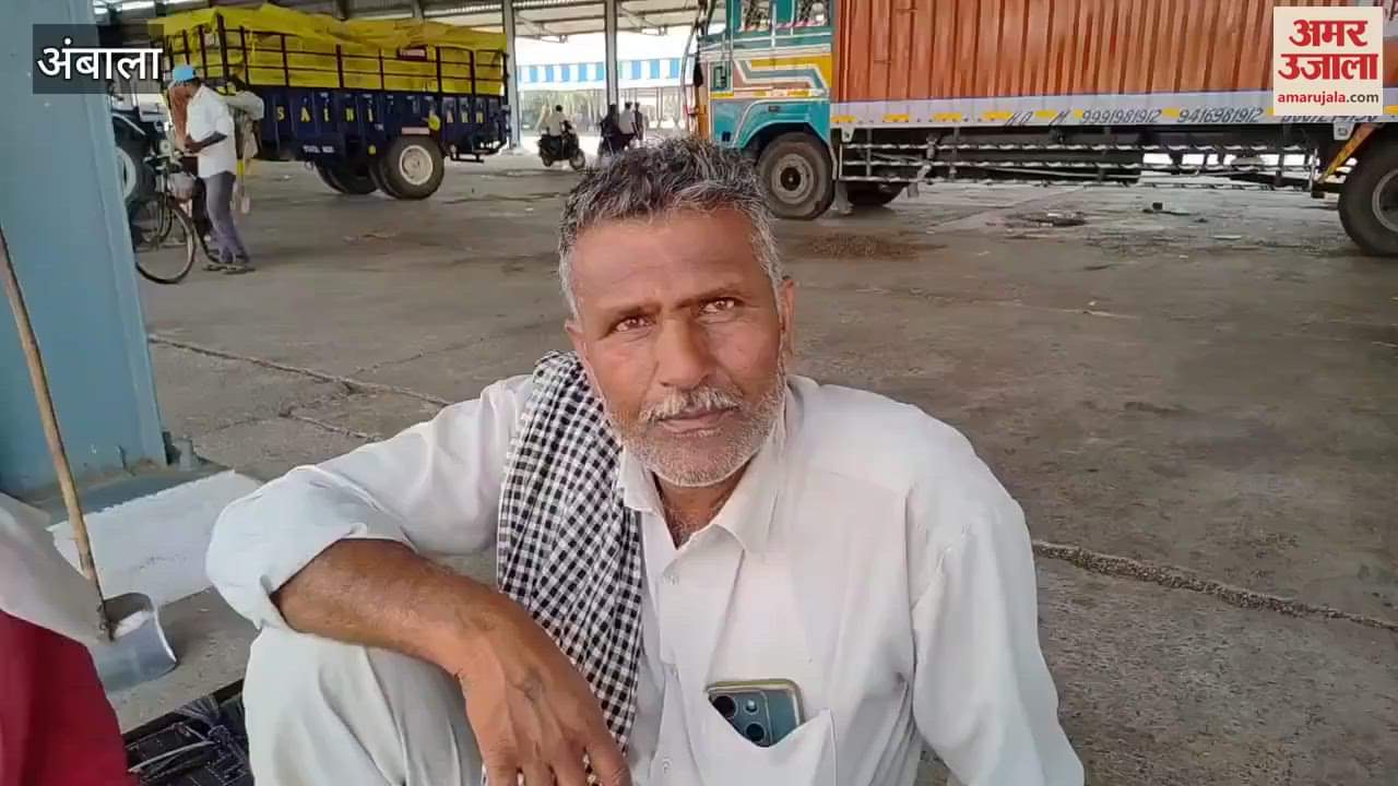 Sunflower purchase could not start in Ambala due to holiday, farmers said- due to less heat the yield also decreased