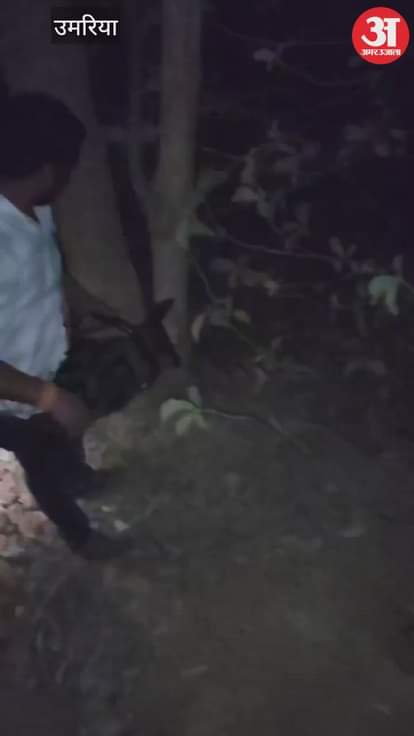 Umaria News: Case of illegal tree felling exposed in Umaria