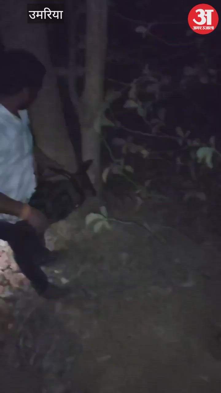 Umaria News: Case of illegal tree felling exposed in Umaria