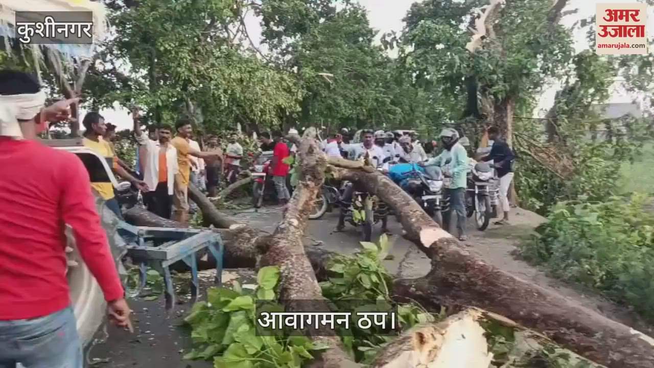 Trees broken due to rain and strong storm, traffic halted at many places