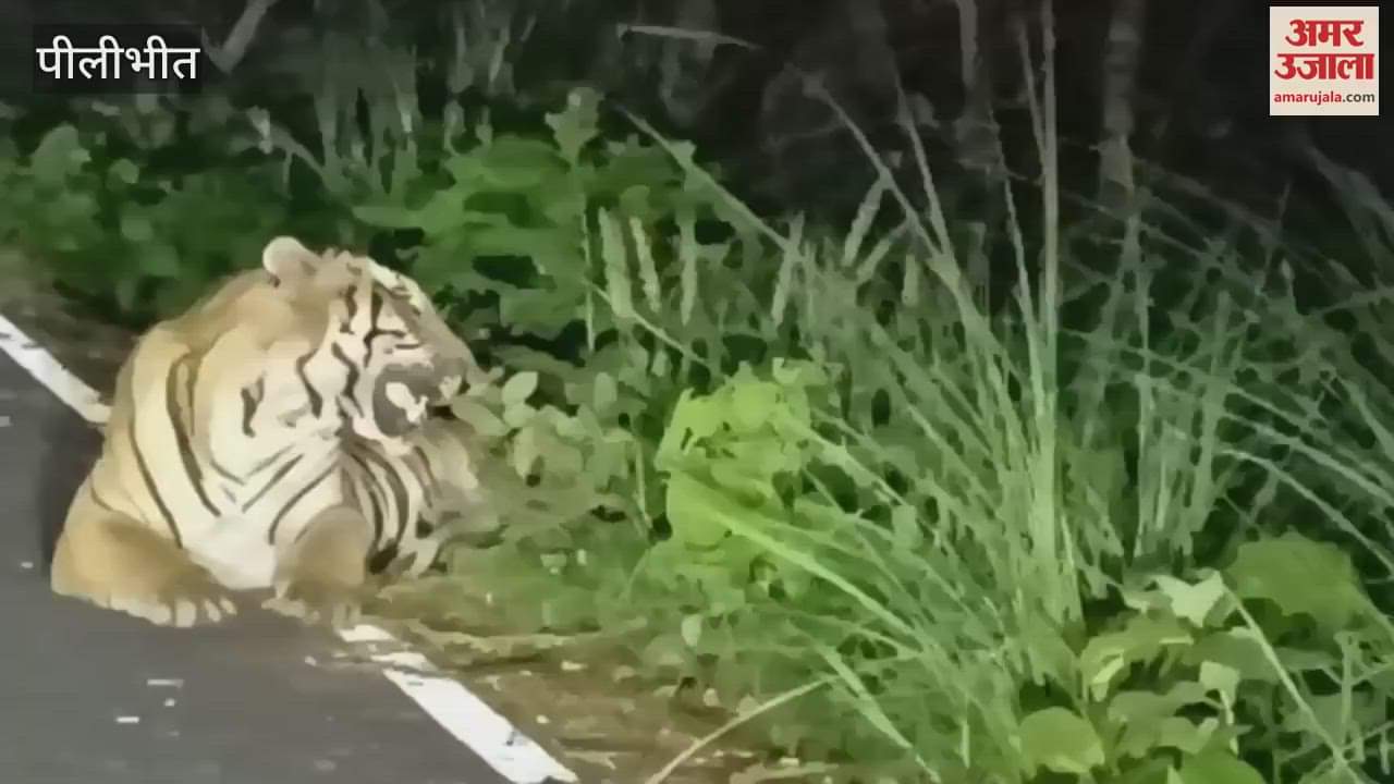 Tiger seen on road in Pilibhit Tiger Reserve video goes viral