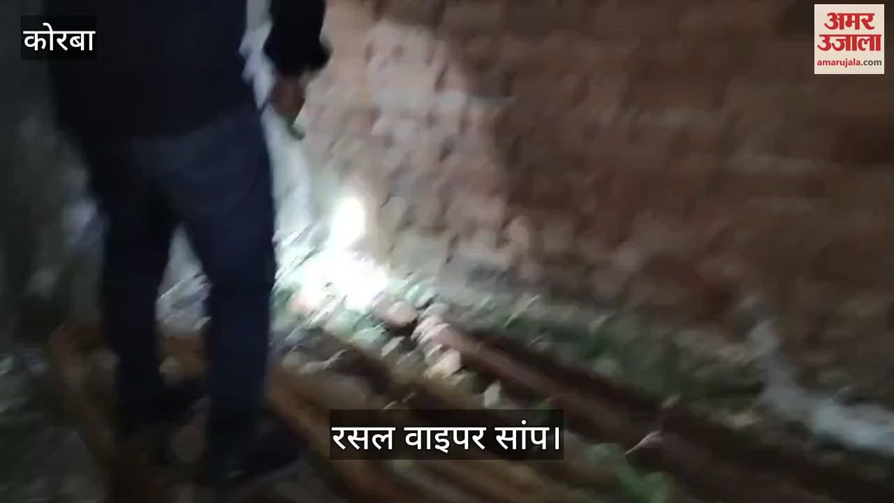 Russell Viper snake found in Kanki makes sound like a pressure cooker in Korba