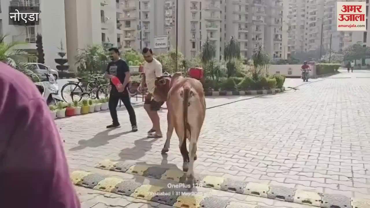 When there was no relief from stray dogs in Greater Noida people opened a cowshed