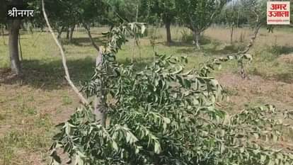 Miscreants Chop Down Dozens of Apple Trees in Bandipora's Gund Jahangir Village
