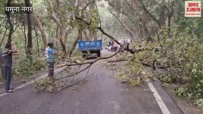 tree fell on the highway in middle of Kalesar forest in Yamunanagar, queues of vehicles were seen