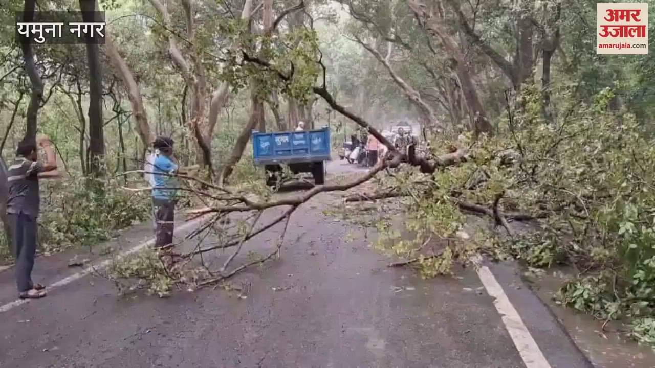 tree fell on the highway in middle of Kalesar forest in Yamunanagar, queues of vehicles were seen