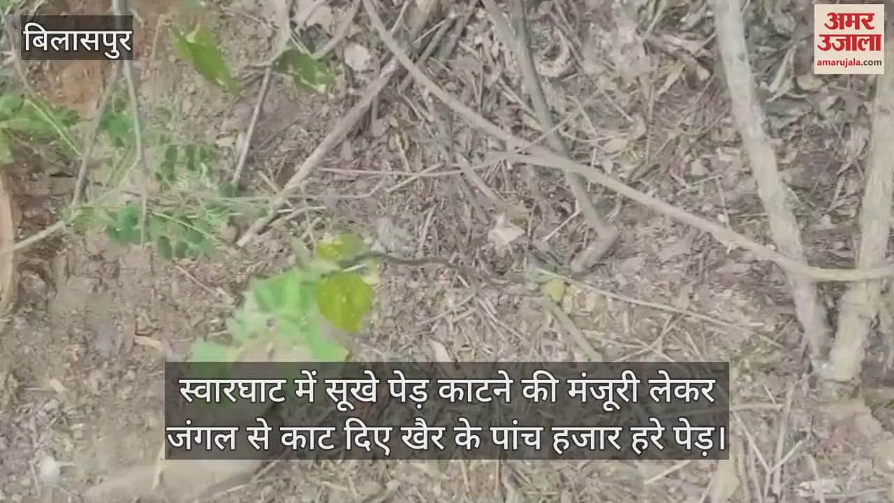 After taking permission to cut dry trees, five thousand green Khair trees were cut from the forest