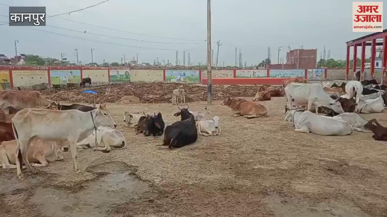 Kanha Gaushala is in a bad condition, three cows died due to illness