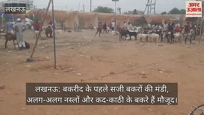 लखनऊ: बकरीद के पहले सजी बकरों की मंडी, अलग-अलग नस्लों और कद-काठी के बकरे हैं मौजूद लखनऊ: बकरीद के पहले सजी बकरों की मंडी, अलग-अलग नस्लों और कद-काठी के बकरे हैं मौजूद
