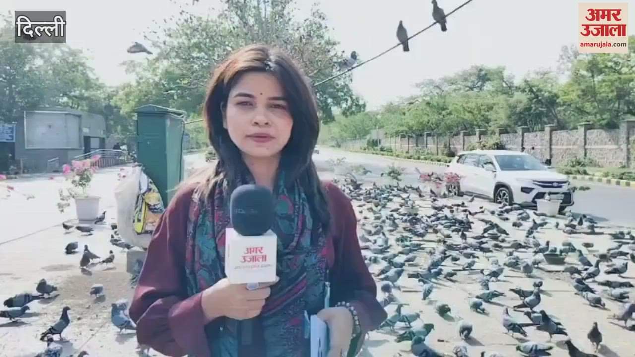 Pigeons gather in large numbers at the main roundabout of Talkatora in Delhi