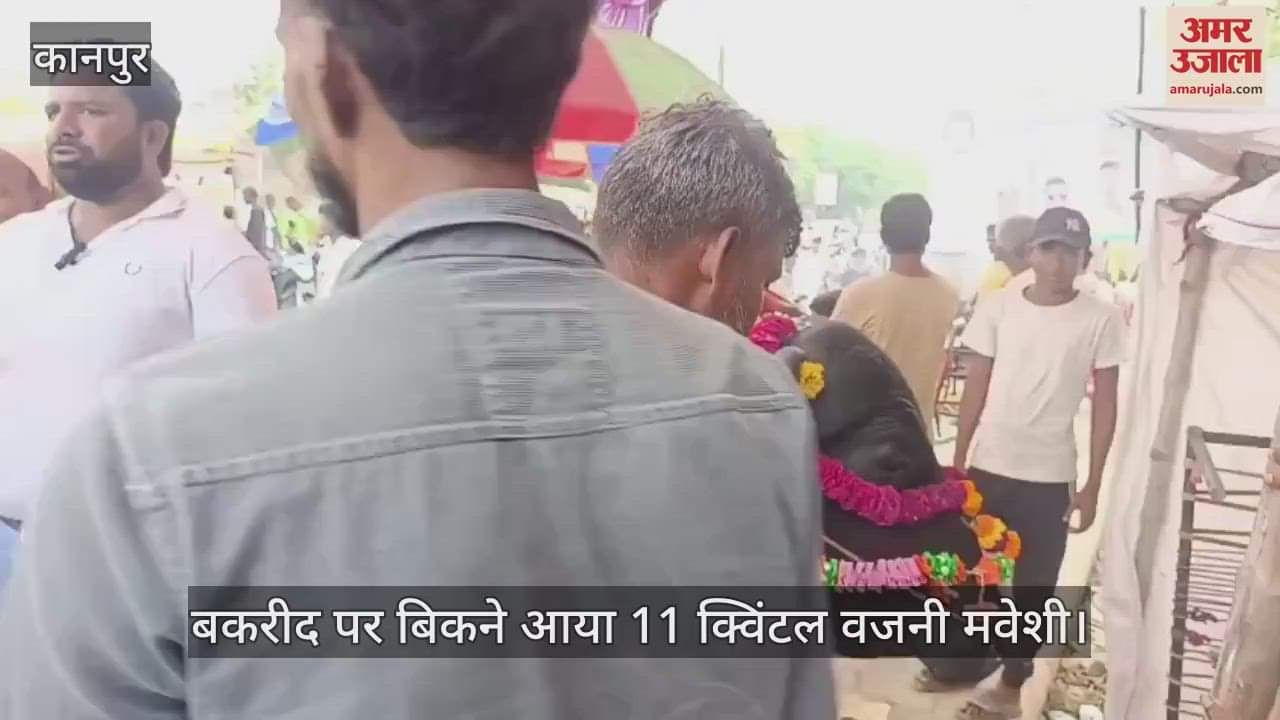 11 quintal cattle came for sale in Kanpur on Bakrid the price is five lakh fifty thousand rupees