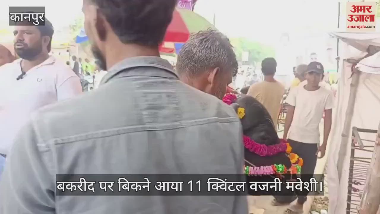 11 quintal cattle came for sale in Kanpur on Bakrid the price is five lakh fifty thousand rupees