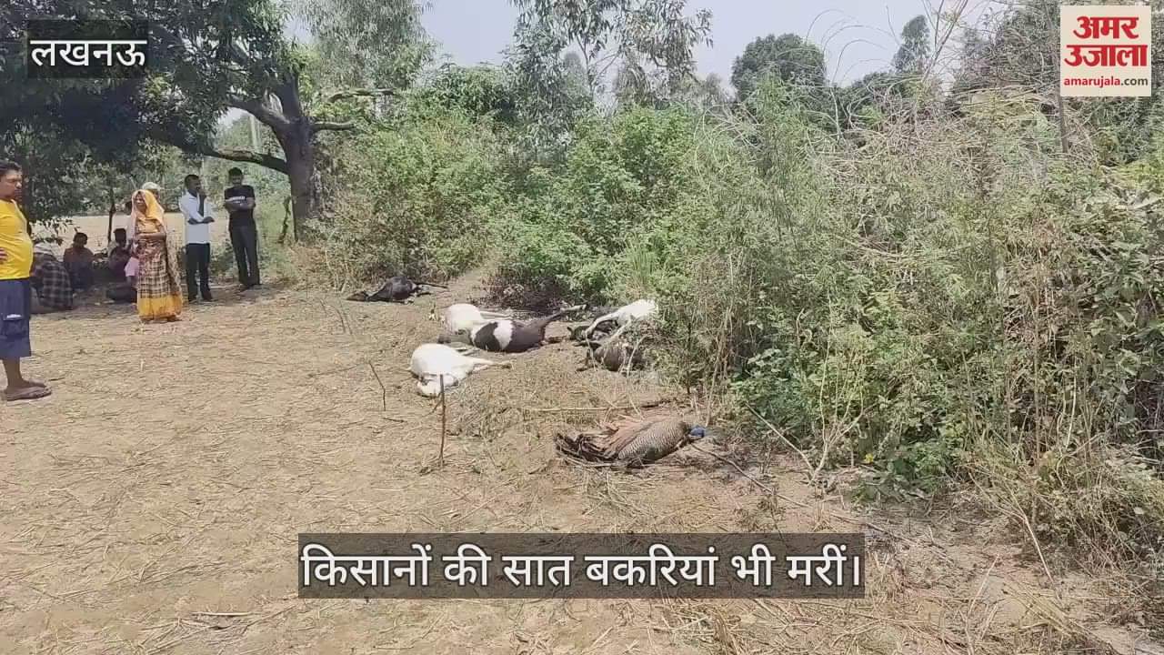 Lucknow: हाईटेंशन लाइन के टूटे  तार की चपेट में आने से राष्ट्रीय पक्षी मोर की  मौत