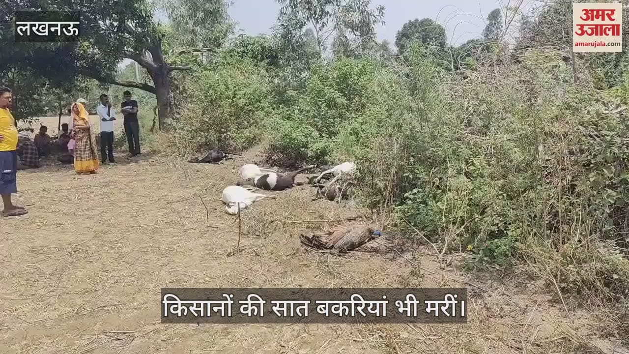 Lucknow: हाईटेंशन लाइन के टूटे  तार की चपेट में आने से राष्ट्रीय पक्षी मोर की  मौत