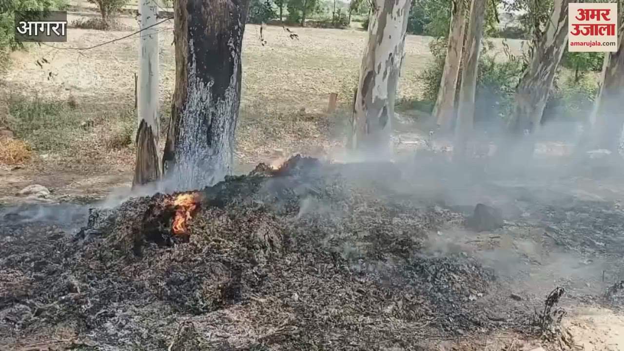 Tree burnt on World Environment Day in agra