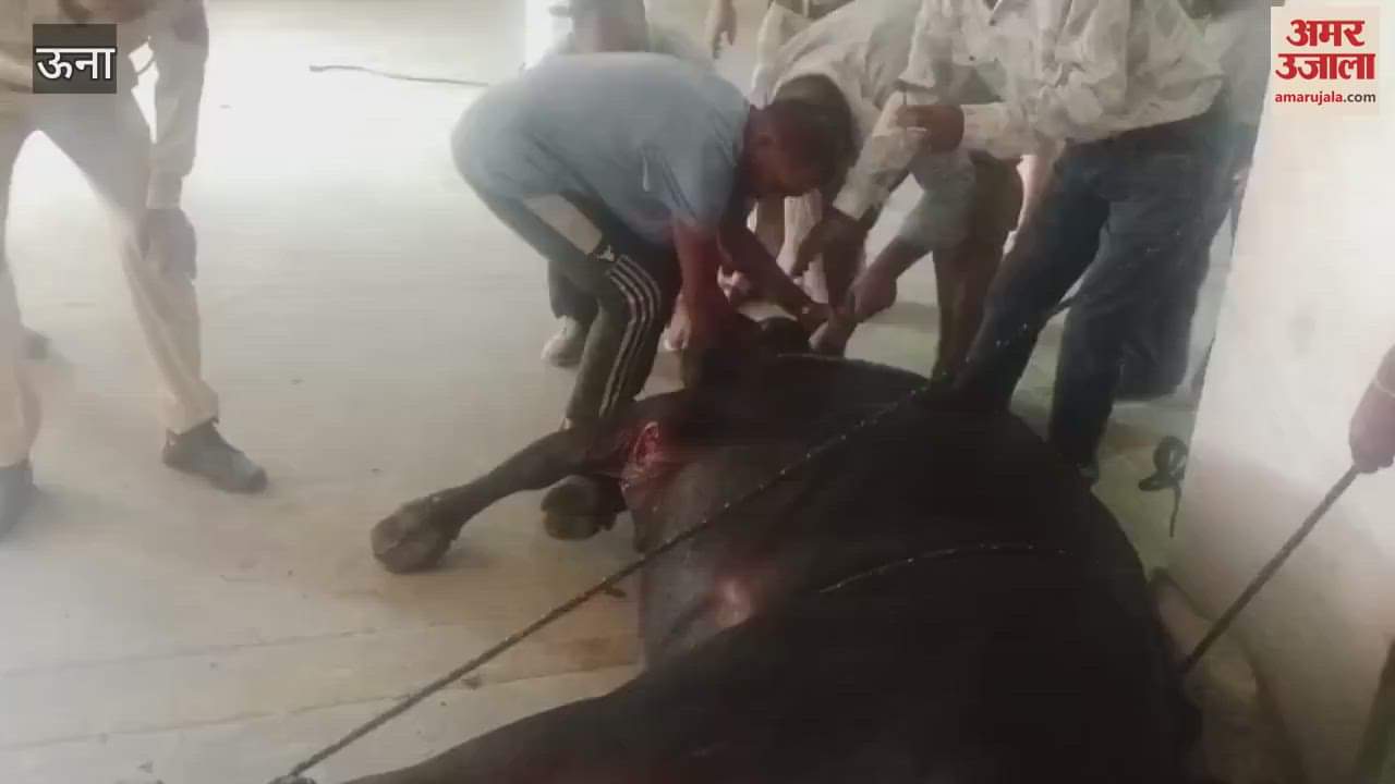 Una: Fire brigade personnel temple trust's langar workers and disaster friends came forward to help the injured bull