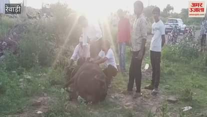 17 cows died after drinking chemical-contaminated water in Rewari's Bawal area