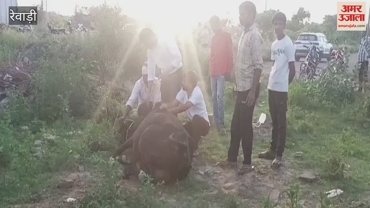 17 cows died after drinking chemical-contaminated water in Rewari's Bawal area
