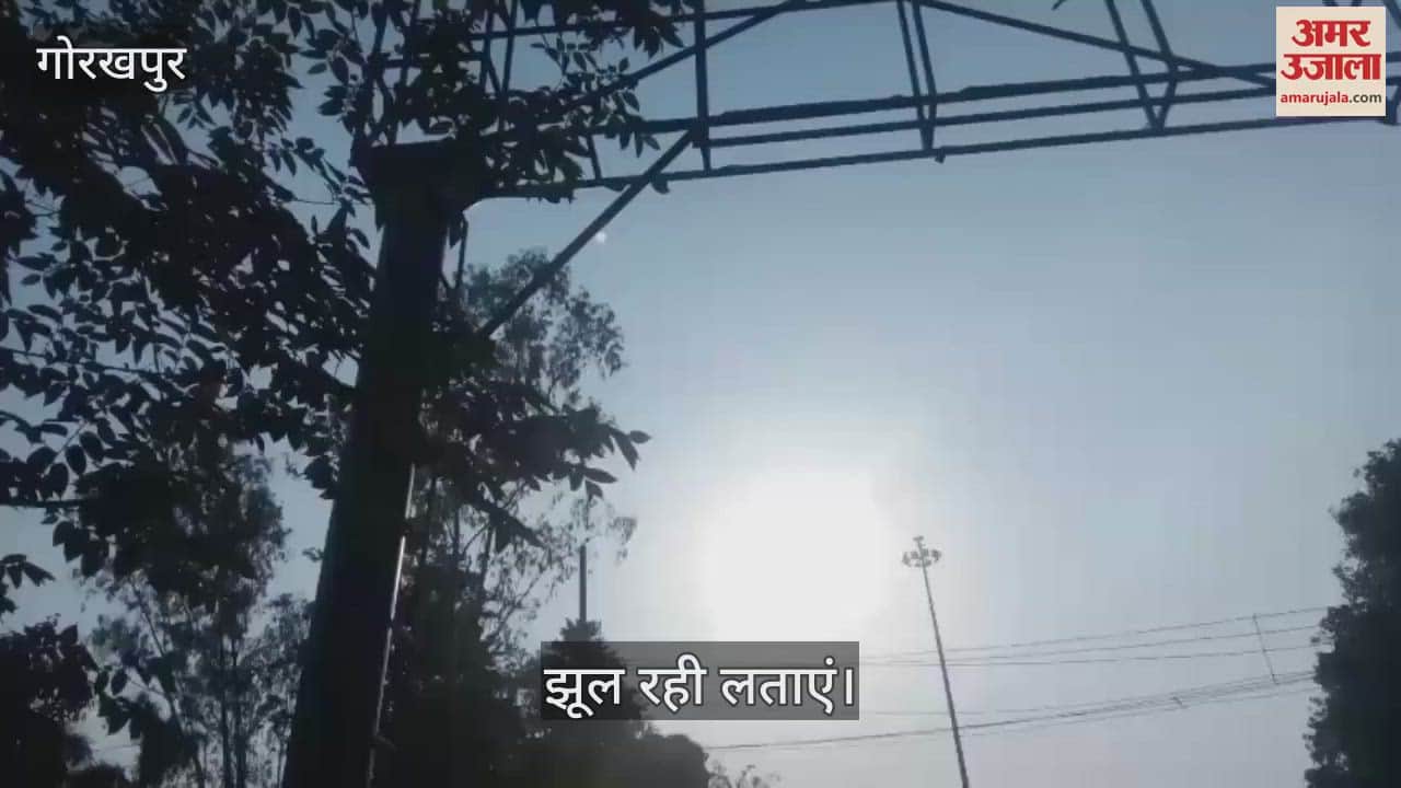 Vines hanging on electric poles, an accident may occur