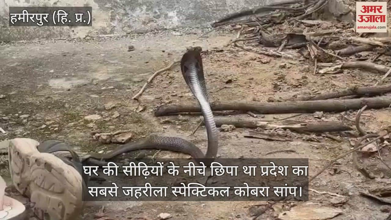 The state's most poisonous spectacled cobra snake was hidden under the stairs of the house