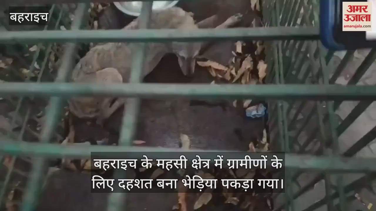 बहराइच के महसी क्षेत्र में ग्रामीणों के लिए दहशत बना भेड़िया पकड़ा गया