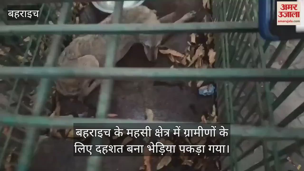 बहराइच के महसी क्षेत्र में ग्रामीणों के लिए दहशत बना भेड़िया पकड़ा गया