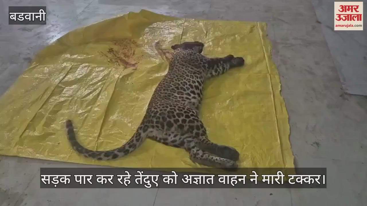 leopard crossing the road died after being hit by an unknown vehicle