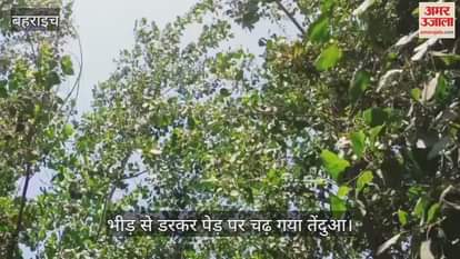 VIDEO: Bahraich: रिहायशी इलाके में पेड़ पर चढ़ा तेंदुआ, देखने के लिए उमड़ी भीड़