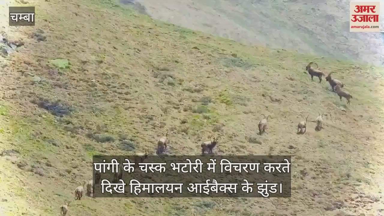 Herds of Himalayan Ibex were seen roaming in Chask Bhatori of Pangi