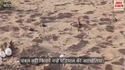 Kota Chambal became life-giving river for crocodiles on verge of extinction positive progress seen in breeding