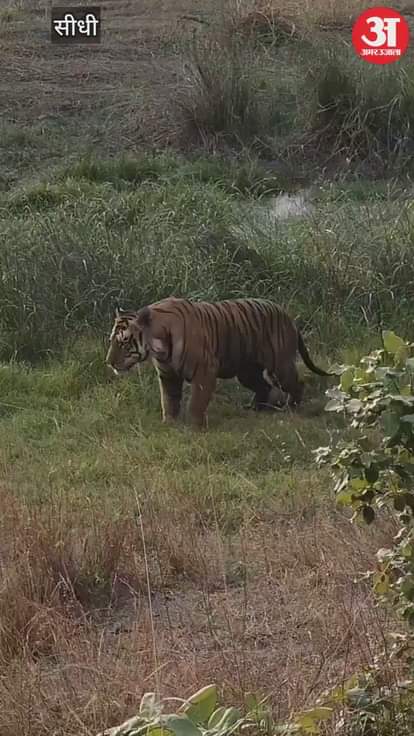 Sidhi News: T26 male tiger seen for the first time in Vastua range in Sanjay Tiger Reserve