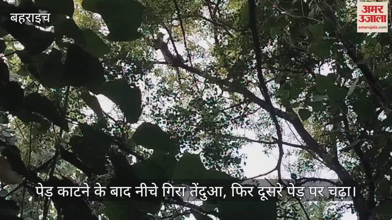 VIDEO: Bahraich: 10 घंटे से पेड़ पर बैठा तेंदुआ, भारी संख्या में ग्रामीण व वन टीम मौजूद