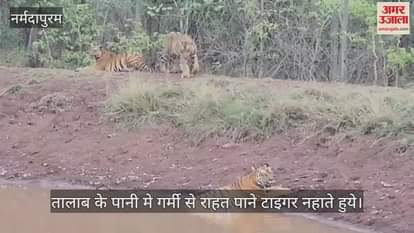 Tiger taking bath in pond water to get relief from heat