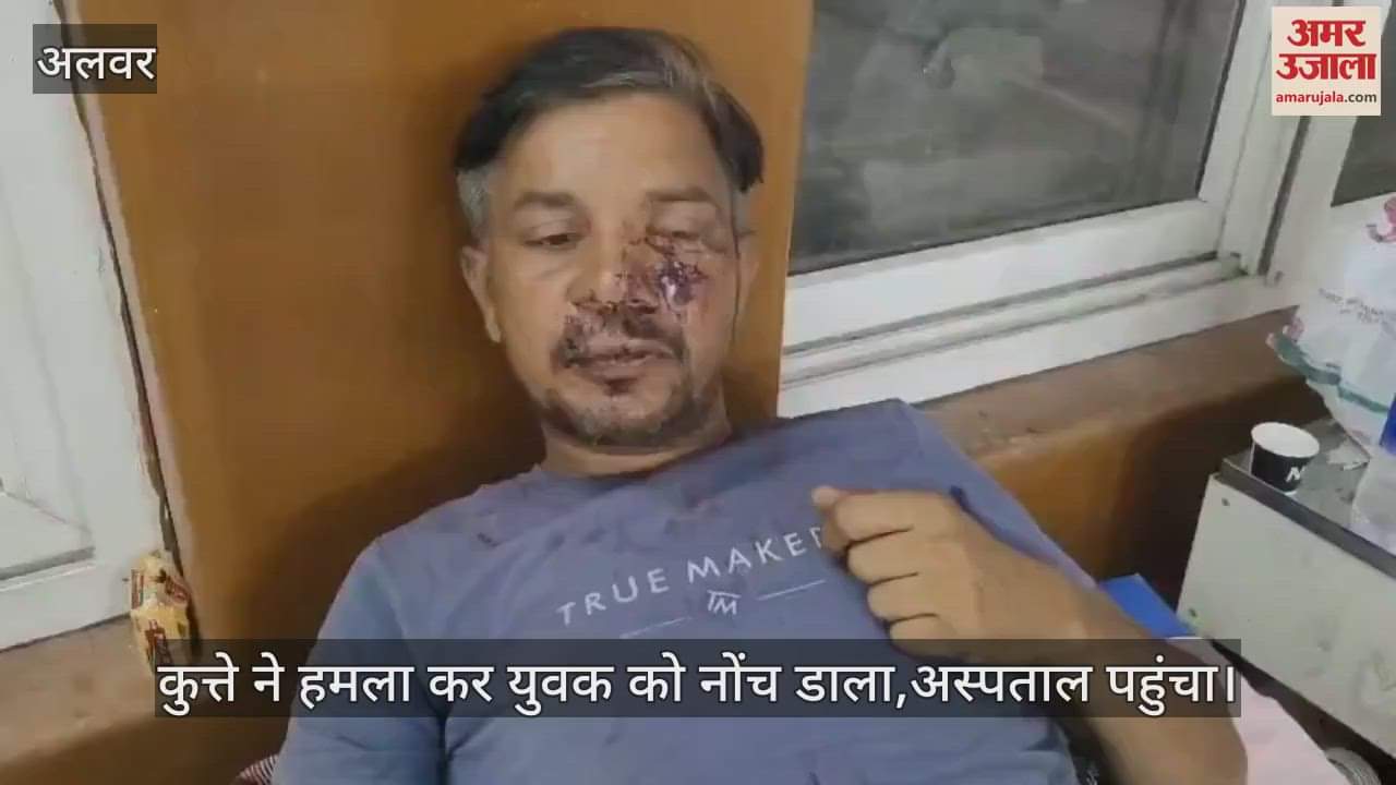 Alwar News: Terror of stray dogs in Alwar, youth scratched in Noganwa, face badly injured