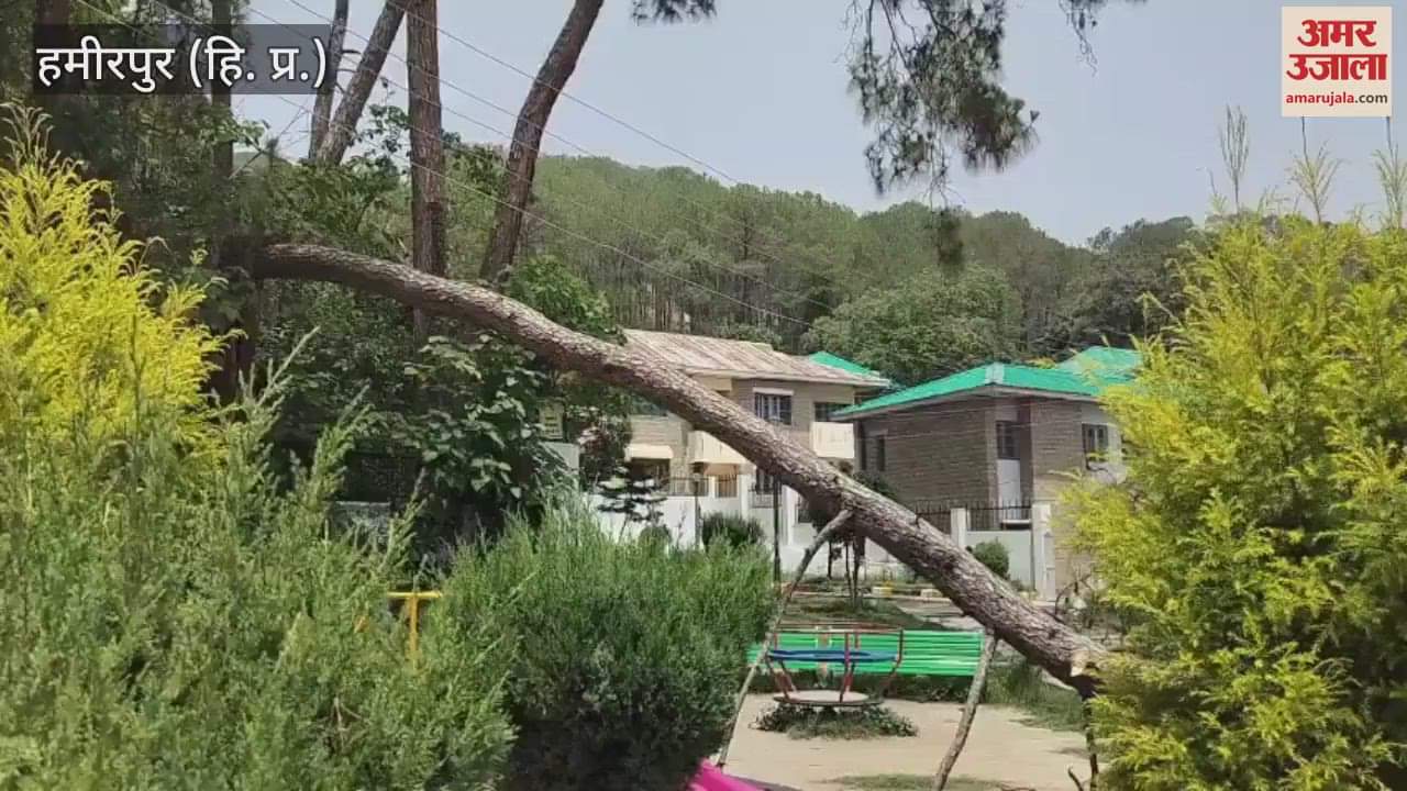 Hamirpur A tree fell on the swings in Maharana Pratap Park problems being faced due to the tree not being pruned
