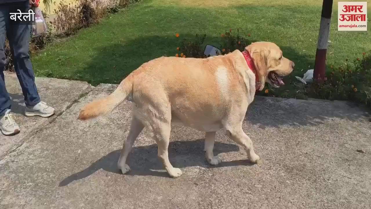 Successful hip transplant of a dog using indigenous technology for the first time in India