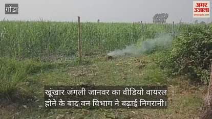 गोंडा में खूंखार जंगली जानवर का वीडियो वायरल होने के बाद वन विभाग ने बढ़ाई निगरानी