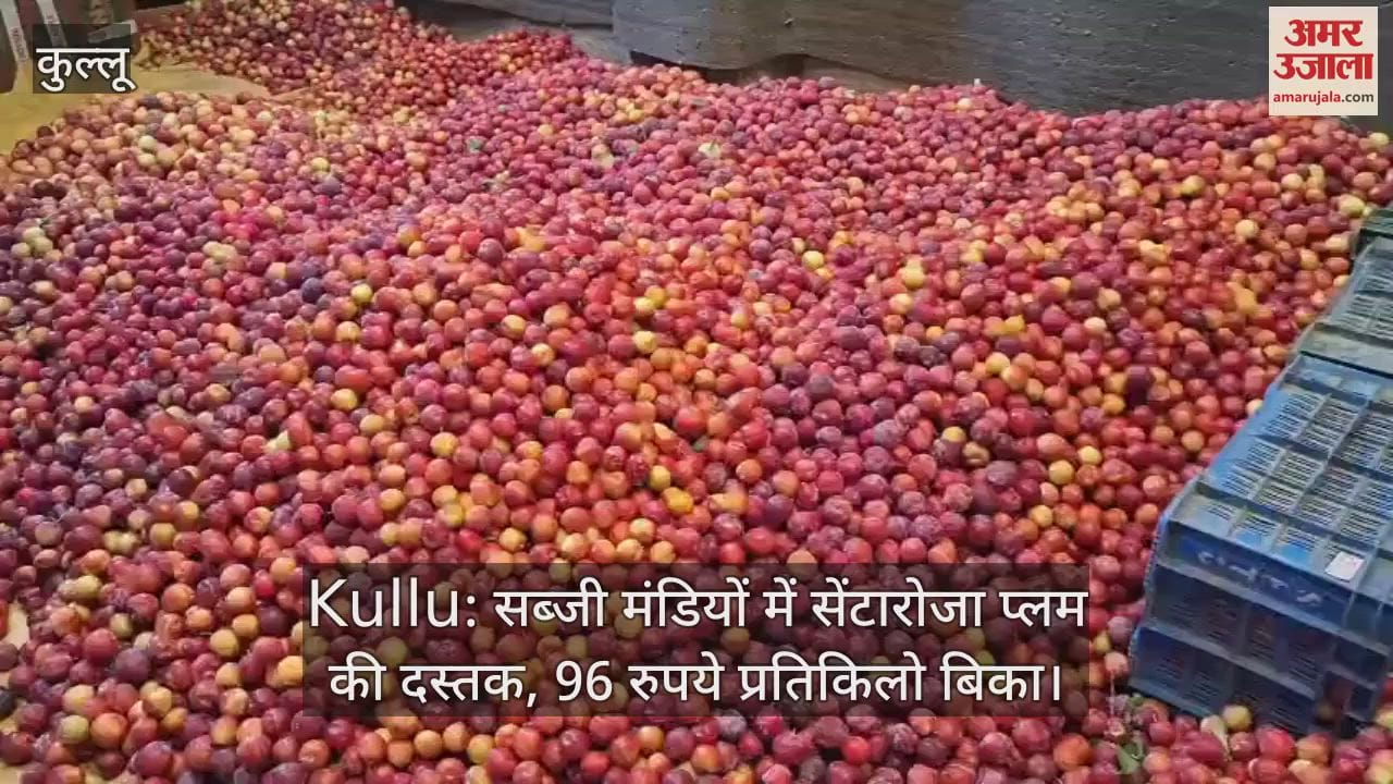 Kullu: Santarosa plum arrives in vegetable markets, sold at Rs 96 per kg