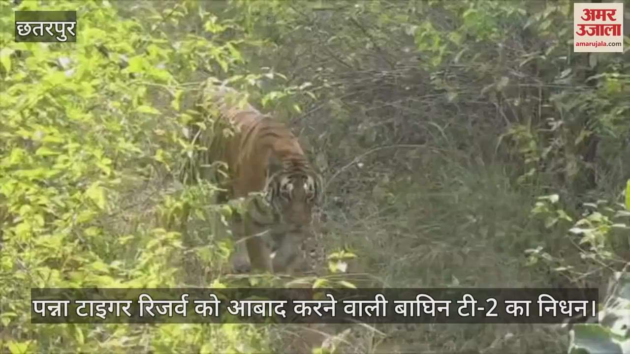 T-2, the charismatic tigress who inhabited the Panna Tiger Reserve, passed away