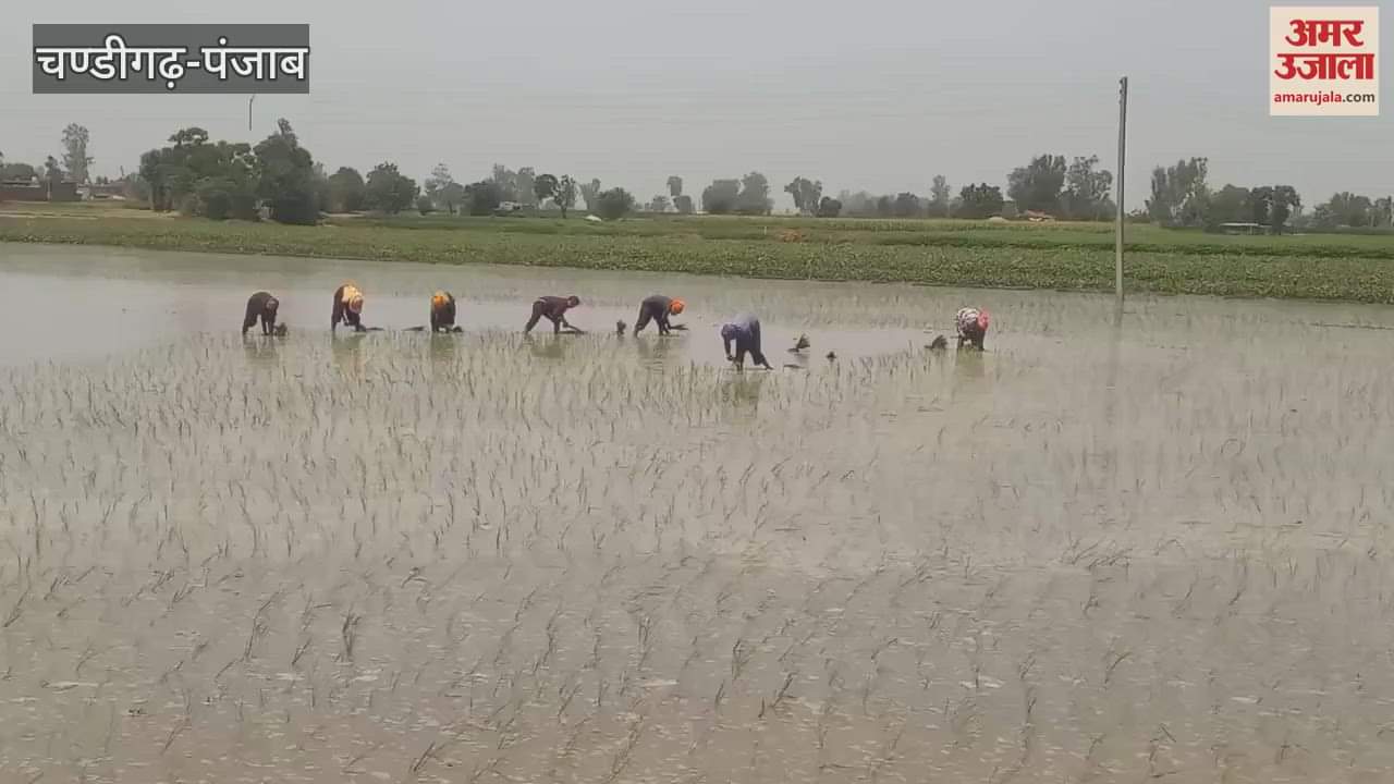Farmers planting paddy in the scorching sun in Mamdot