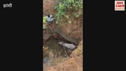 cow helpers and others taking out cows from well in jhansi