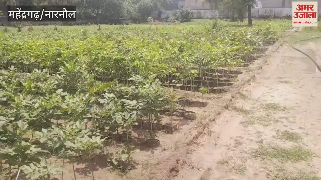 Forest department prepared 2.50 lakh saplings in Mahendragarh