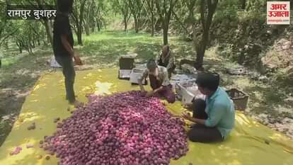 Rampur Bushahr Plum season has gained momentum gardeners problems have increased due to falling prices