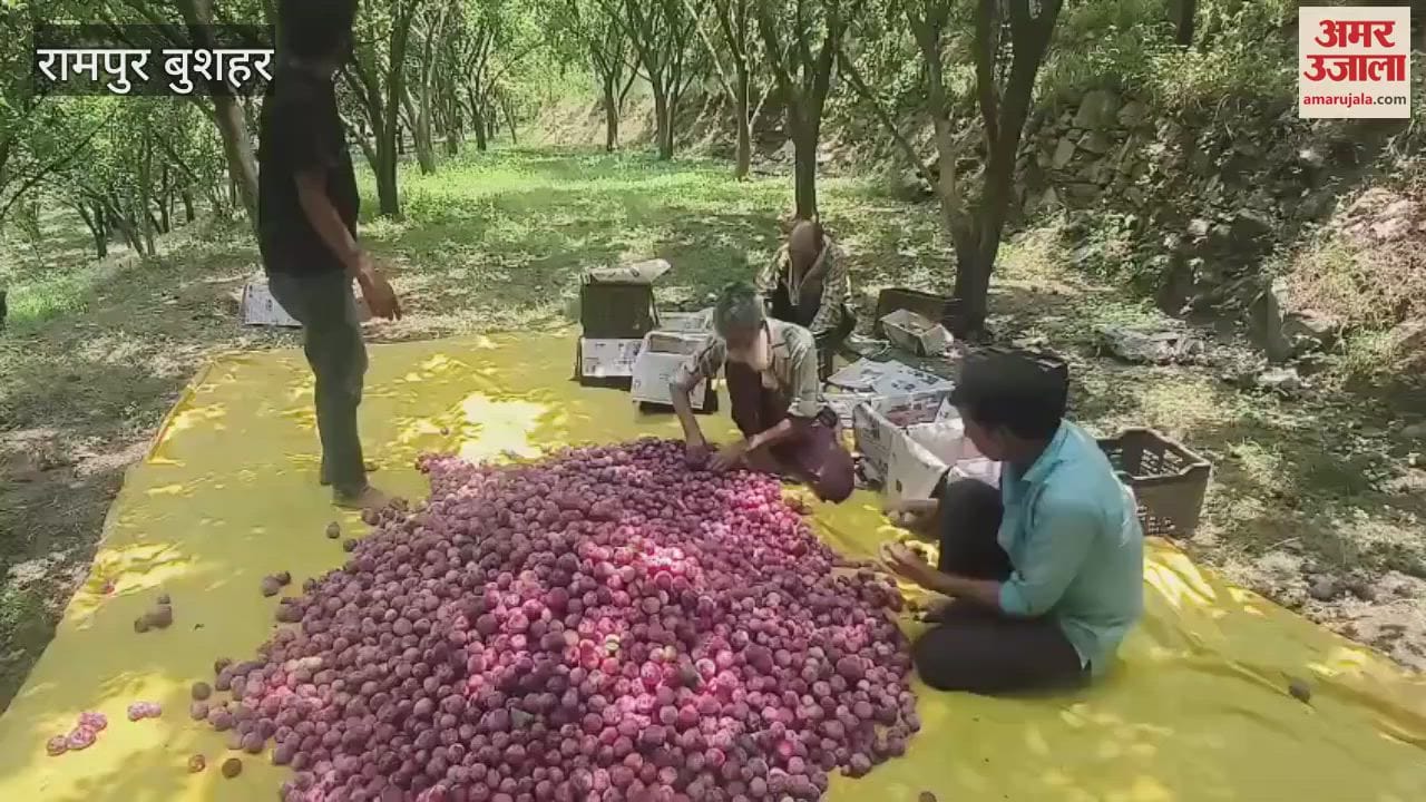 Rampur Bushahr Plum season has gained momentum gardeners problems have increased due to falling prices