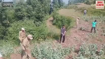 Udhampur police crackdown on illegal opium cultivation, one person arrested