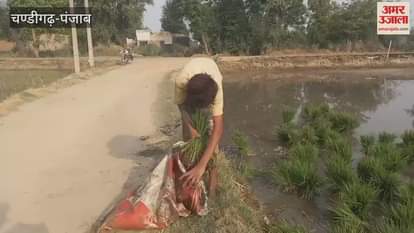 small child is planting paddy in the field in Lakhha Singh Wala village of Mamdot