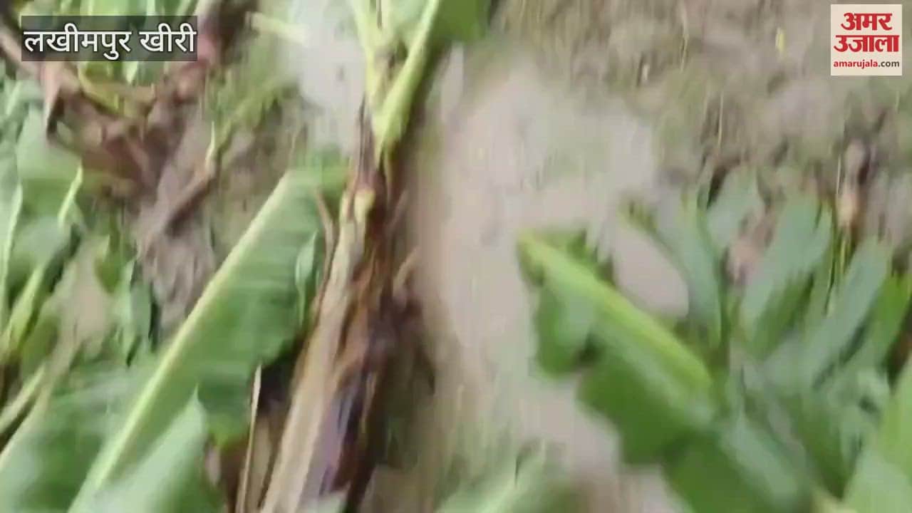 damage to banana crop due to rain in Lakhimpur Kheri
